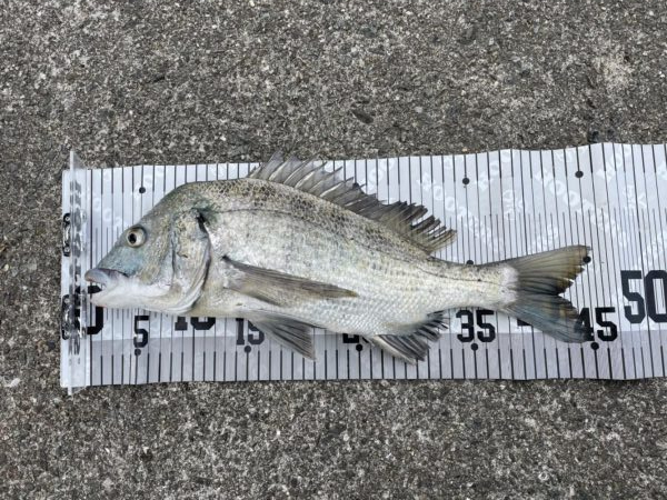 イチノ兄弟、釣果!