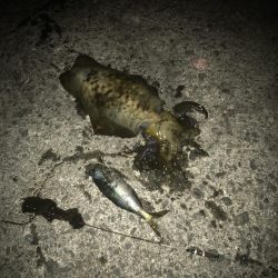 ヤエンでアオリイカGET