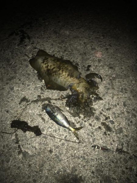 ヤエンでアオリイカGET