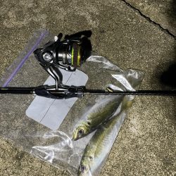 久しぶりのアジング