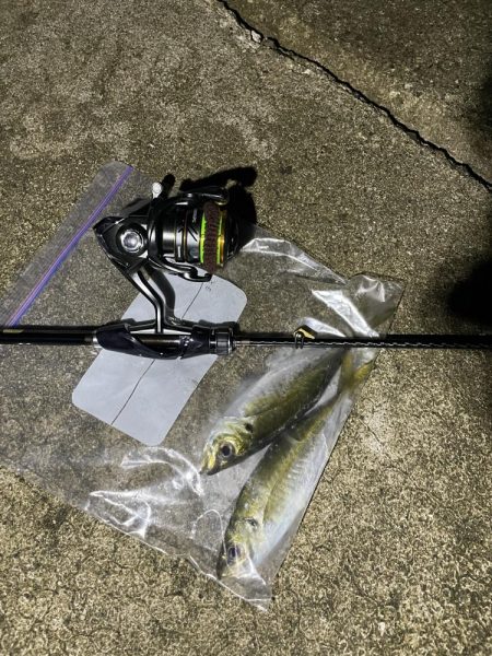 久しぶりのアジング