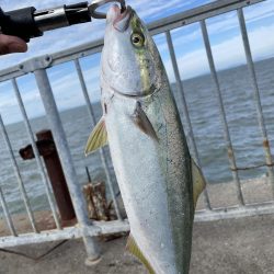 爆風の中なんとか１匹ゲット