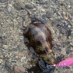 今年３回エギング釣行