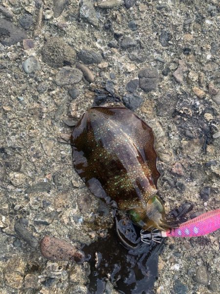 今年３回エギング釣行