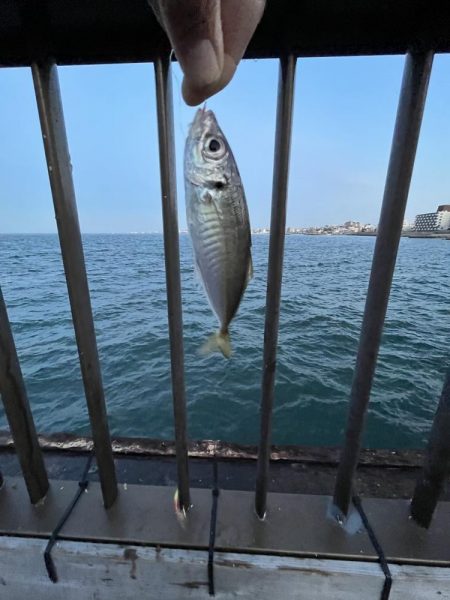 魚より人が多い