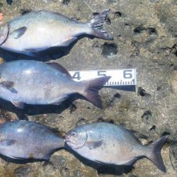 和歌山市江（吉丸渡船）で磯フカセ