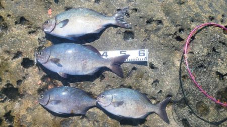 和歌山市江（吉丸渡船）で磯フカセ