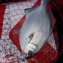 和歌山市江(吉丸渡船)で磯フカセ