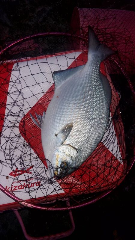 和歌山市江(吉丸渡船)で磯フカセ