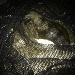 ヤエンでアオリイカGET