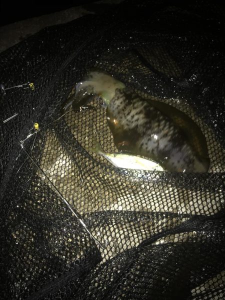 ヤエンでアオリイカGET