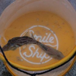 カワハギ釣れたよ！