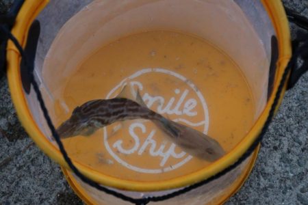 カワハギ釣れたよ！