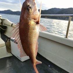 マダイテンヤで鯛とホウボウ
