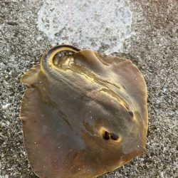 青物を求めて漆黒の闇に紛れての弾丸ツアー