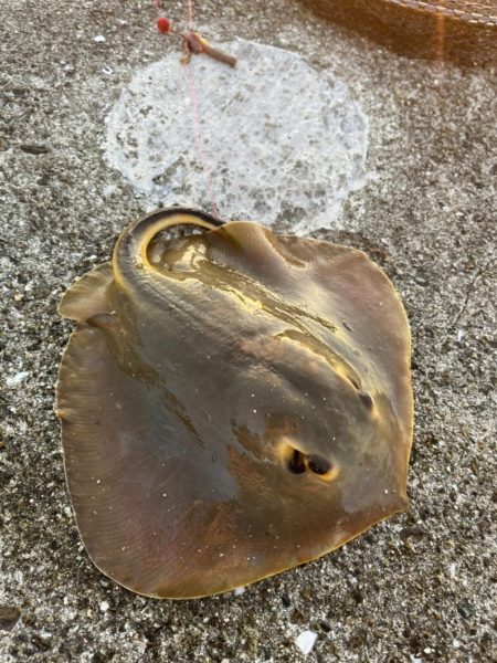 青物を求めて漆黒の闇に紛れての弾丸ツアー