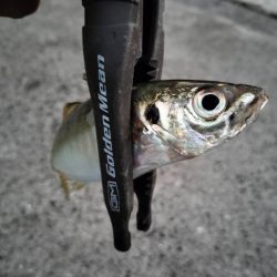 カマスのボイルが…