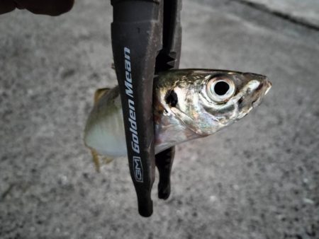 カマスのボイルが…