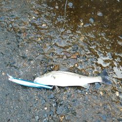 久々のチーバス