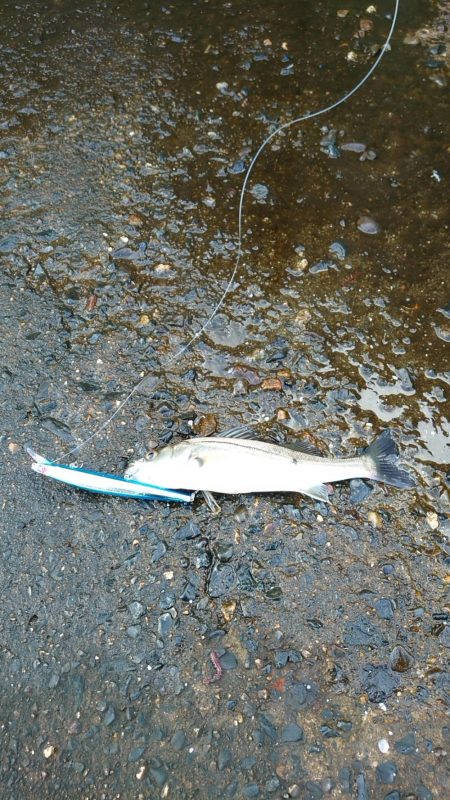 久々のチーバス