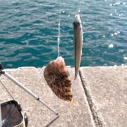 カワハギ仕掛けで五目釣り