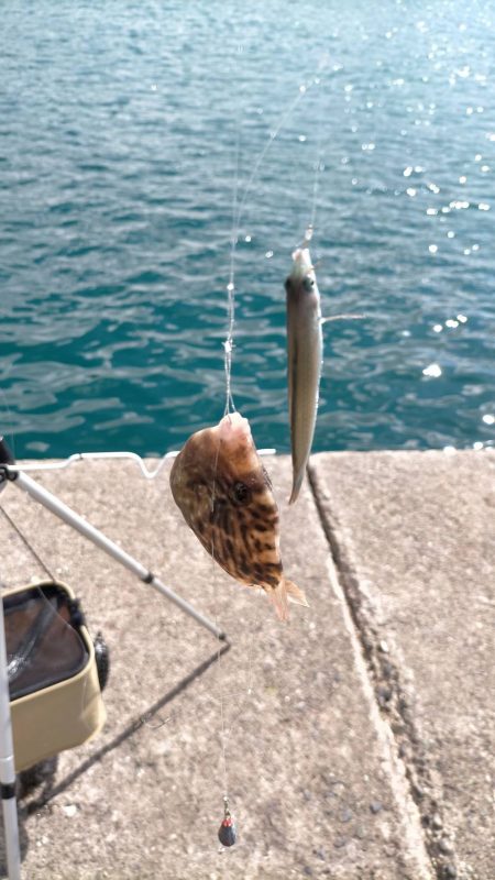カワハギ仕掛けで五目釣り