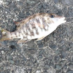 胴付き仕掛けで五目釣り