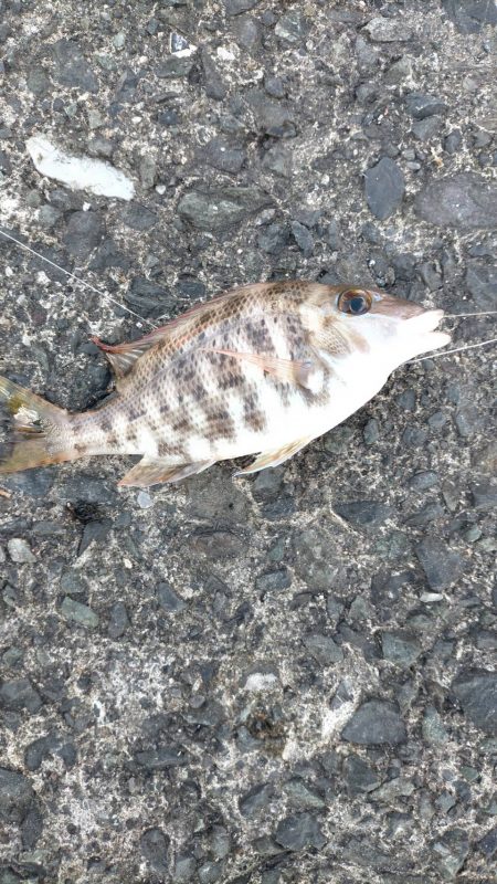 胴付き仕掛けで五目釣り