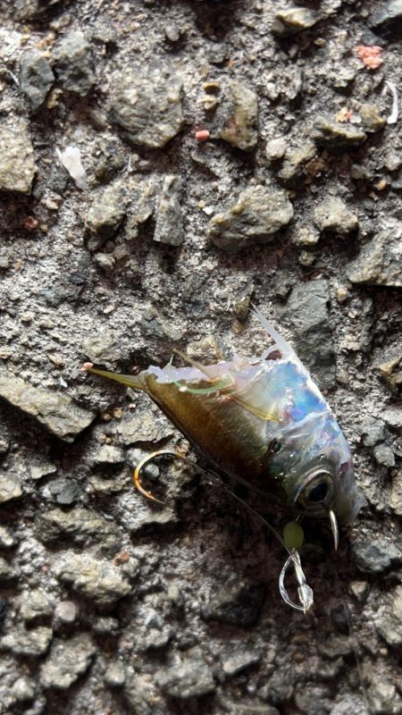 最高のロケーションで釣り！