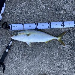 久しぶりにハマチが釣れた！