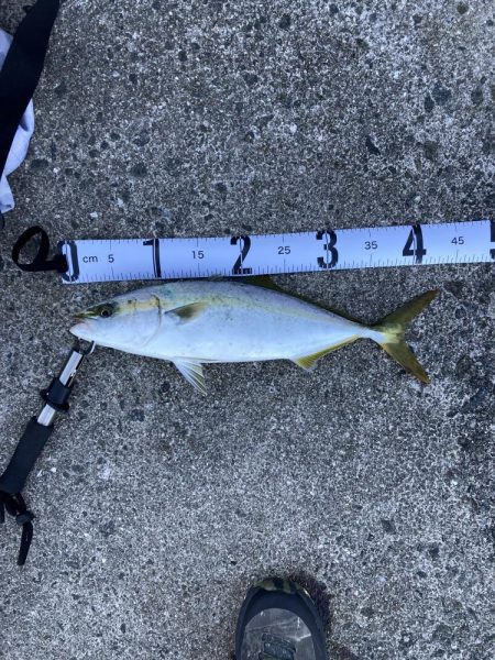 久しぶりにハマチが釣れた！