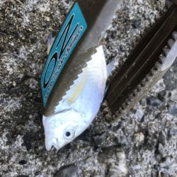 サビキで五目釣り