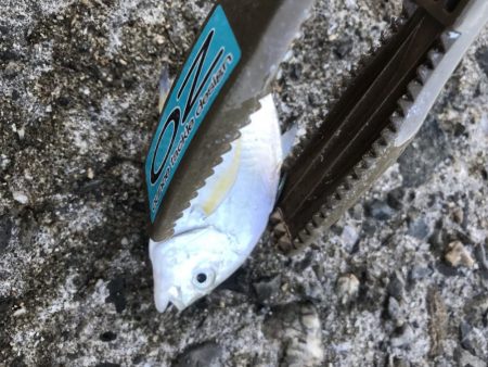 サビキで五目釣り