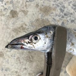 朝マズメの太刀魚爆釣