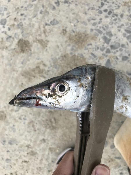 朝マズメの太刀魚爆釣