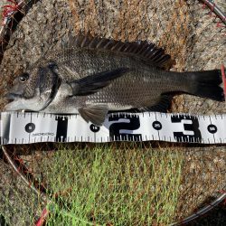 2枚のみだったが楽しめた