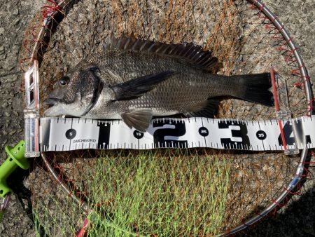 2枚のみだったが楽しめた