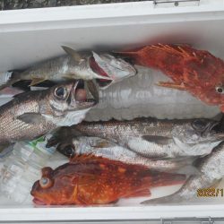 黒ムツ、根魚