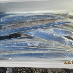 太刀魚が入れ食いでした(^^♪