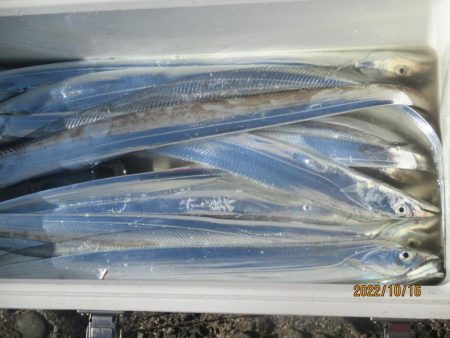 太刀魚が入れ食いでした(^^♪