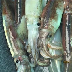 スルメイカ　12～18杯　(^^♪