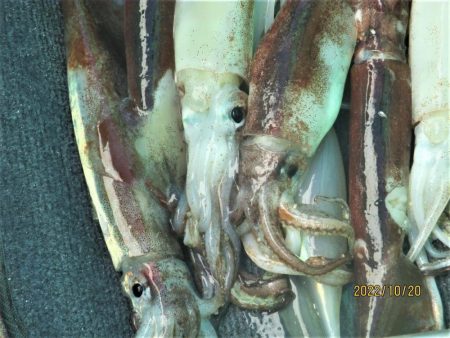 スルメイカ　12～18杯　(^^♪