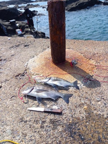 明鐘岬でクロダイ狙い