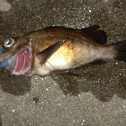 杉田緑地公園での夜釣り
