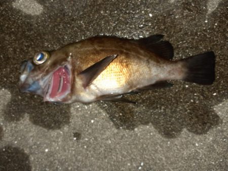 杉田緑地公園での夜釣り