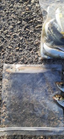 デカアジ目指して