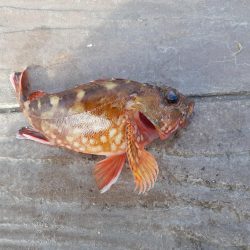 横須賀の海岸でのちょい投げ釣り