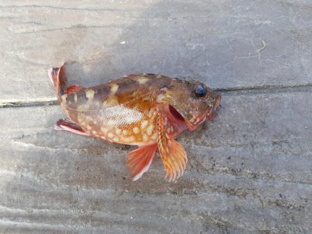 横須賀の海岸でのちょい投げ釣り