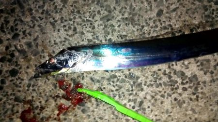 やっと釣れた！タチウオ