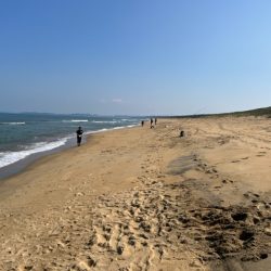 秋の新松原海岸はピンギスしかいませんでした